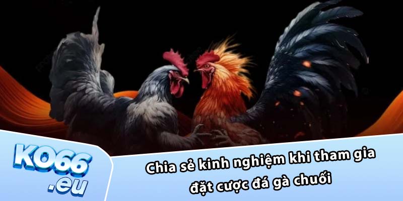 Chia sẻ kinh nghiệm khi tham gia đặt cược đá gà chuối 