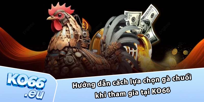 Hướng dẫn cách lựa chọn gà chuối khi tham gia tại KO66